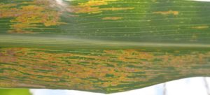 Figure 4. The leasioins of bacterial leaf streak are translucent when held up to the light.