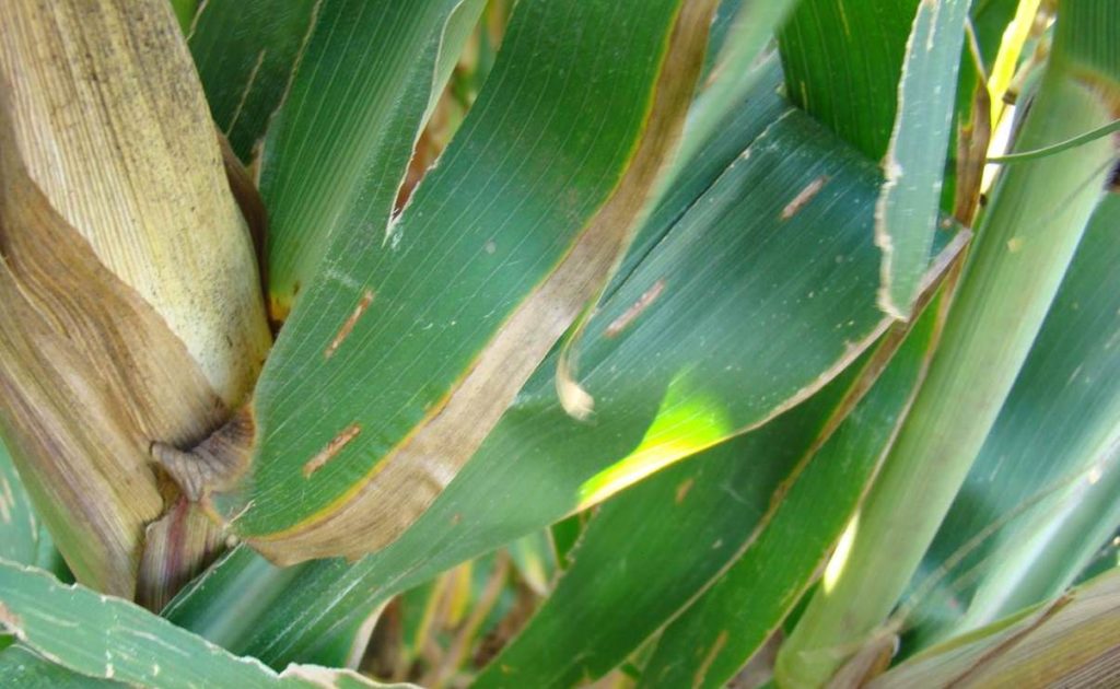 New Bacterial Pathogen in Corn in Texas: Bacterial Leaf Streak | Texas ...