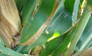  Figure 5. Gray leaf spot in corn in the Texas Panhandle. Rectangular lesions remain within the veins.