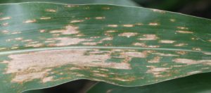 Figute 6. More extensive symptoms of gray leaf spot. Lesions have coalesced or overlapped between one another.