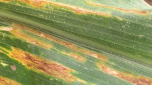 Figure 2. Longer lesions or streaks caused by the bacterial leaf streak pathogen Xanthomonas vasicola pv. vasculorum in the Texas Panhandle.