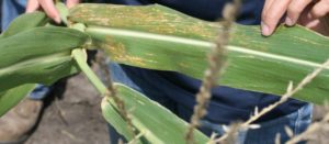 Figure 3. Symptoms of bacterial leaf streak on a corn leaf.