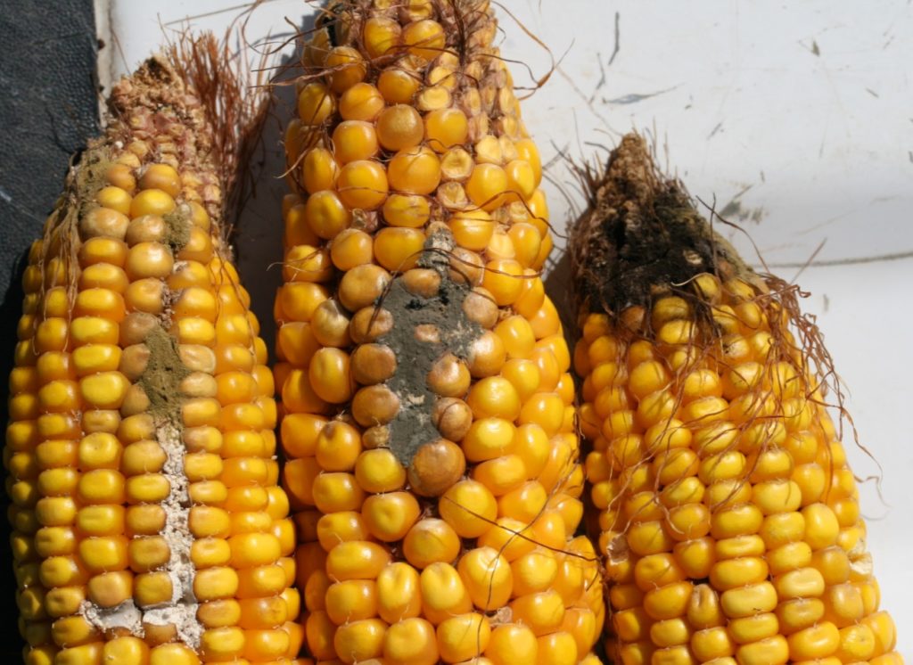 Figure 1. Ear rot fungi on corn, from left to right: Aspergillus flavus, Penicillium species, and Aspergillus niger. A favus can produce aflatoxin in corn. Te other two fungi do not produce mycotoxins in corn.