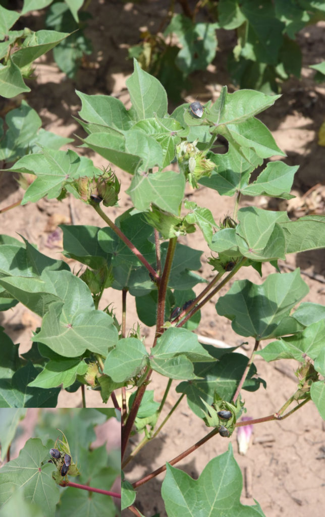 Figure 1. Stink bug infestation in cotton during August-September.