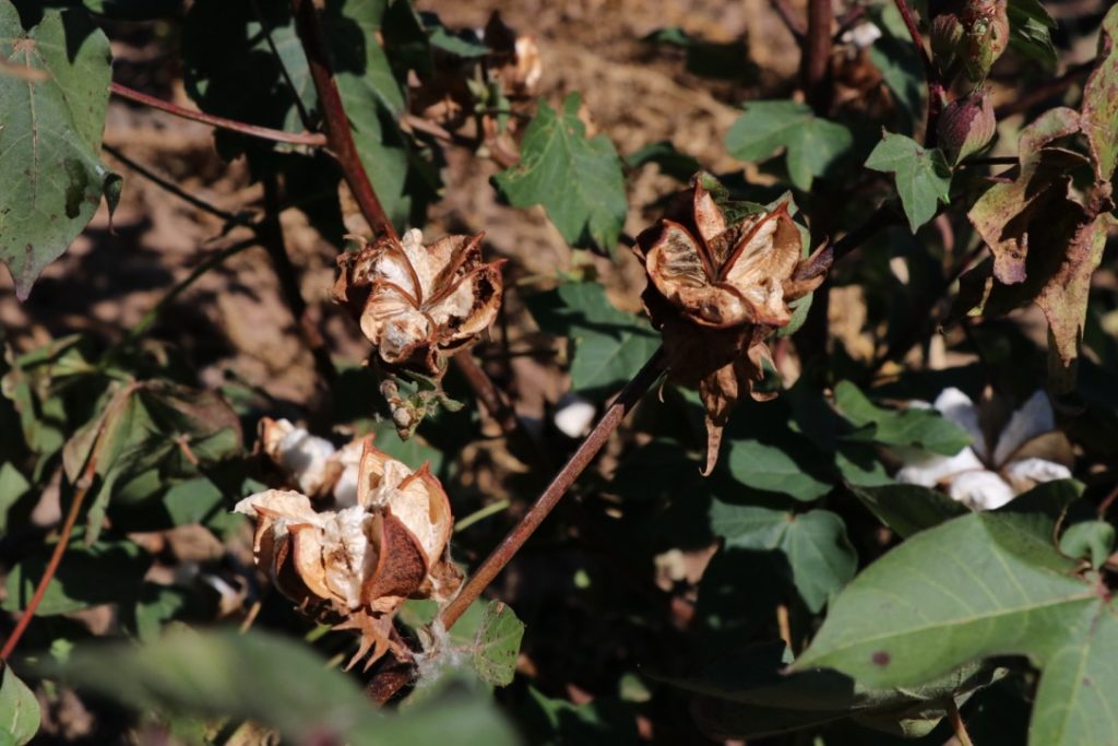 Figure 2. Rotten bolls in stink bug infested field.