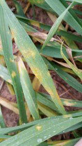 Figure 1. Stripe rust observed on winter wheat (Texas A&M AgriLife Extension photo by Dr. Clark Neely)