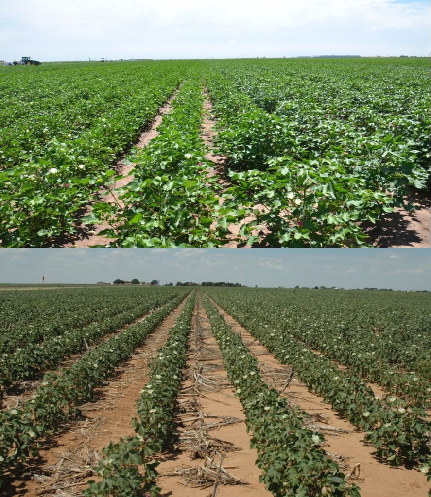 Cotton Growth Stages Cutout Texas Row Crops Newsletter