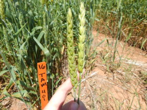 wheat beardless forage quality trap