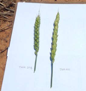wheat beardless tam trap forage quality fig vs awns observed courtesy few dr short left