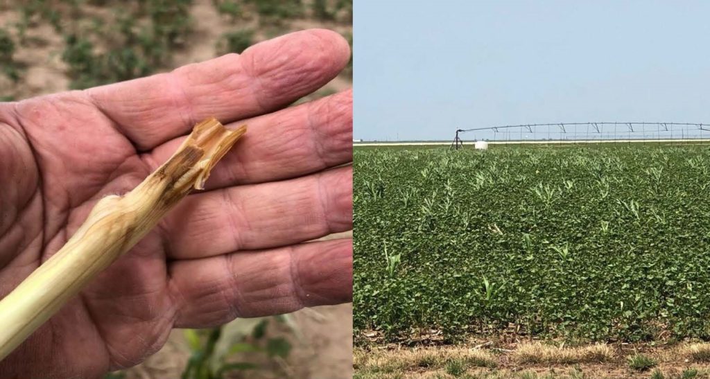 controlling volunteer corn 