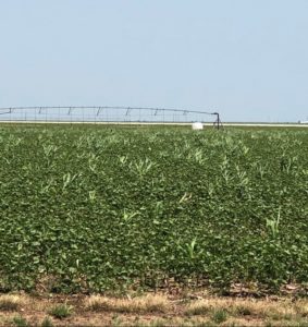 volunteer corn in cotton