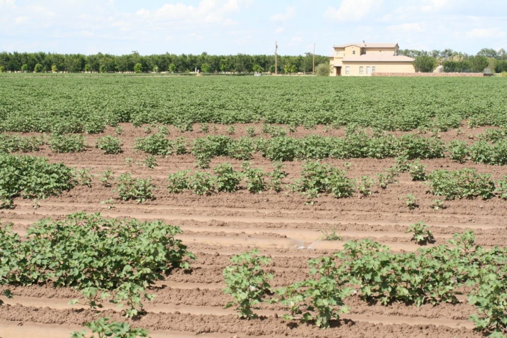 Fusarium wilt fungus plants killed earlier in season