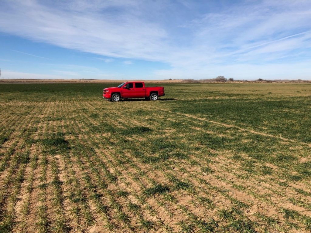 pattern is puzzling in spotty wheat growth