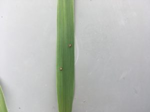 Parasitized "mummy" aphids on a wheat leaf.