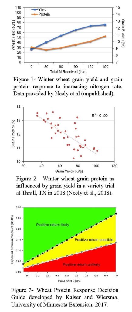 winter wheat grain