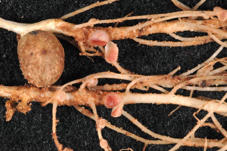 MidSeason Assessment of Rhizobium Nodulation in Texas Peanuts and Other Legumes Texas Row
