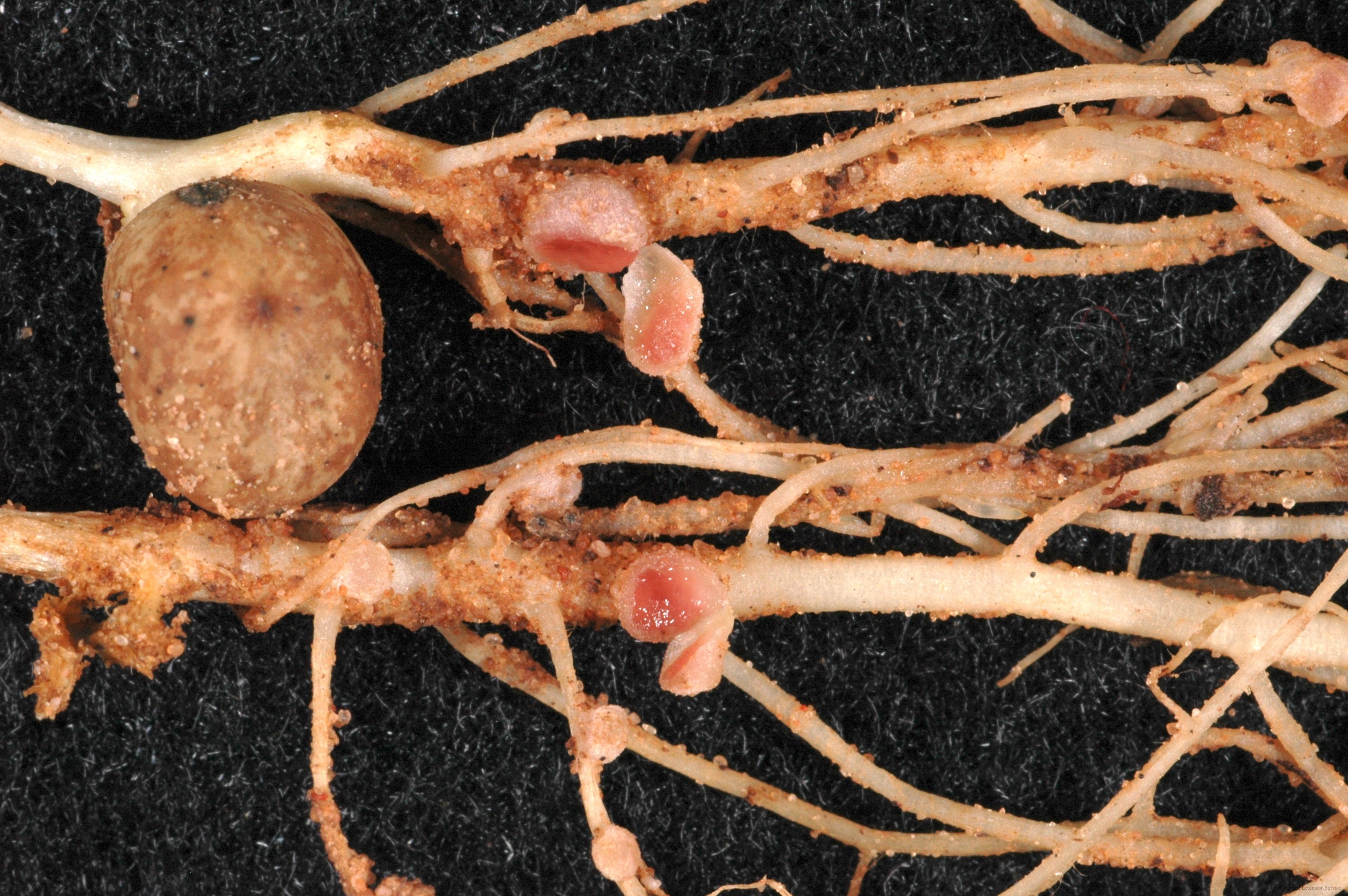 Mid Season Assessment Of Rhizobium Nodulation In Texas Peanuts And 