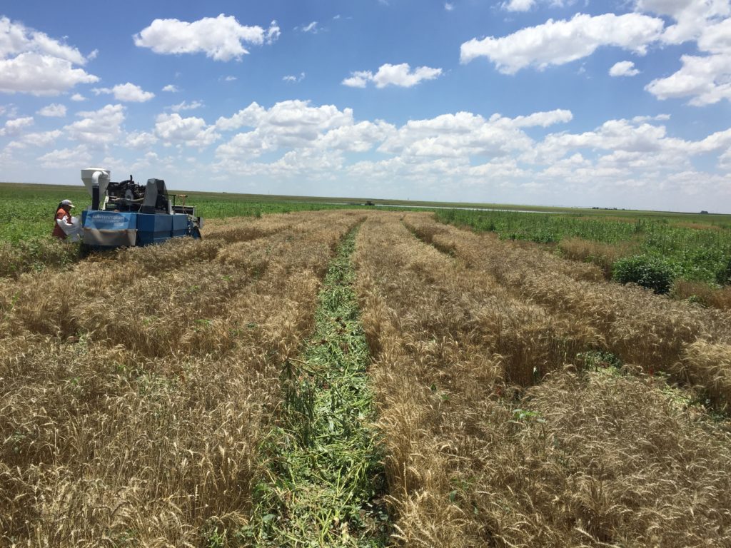 Wheat Variety Grain Picks for Texas20192020 Texas Row Crops Newsletter