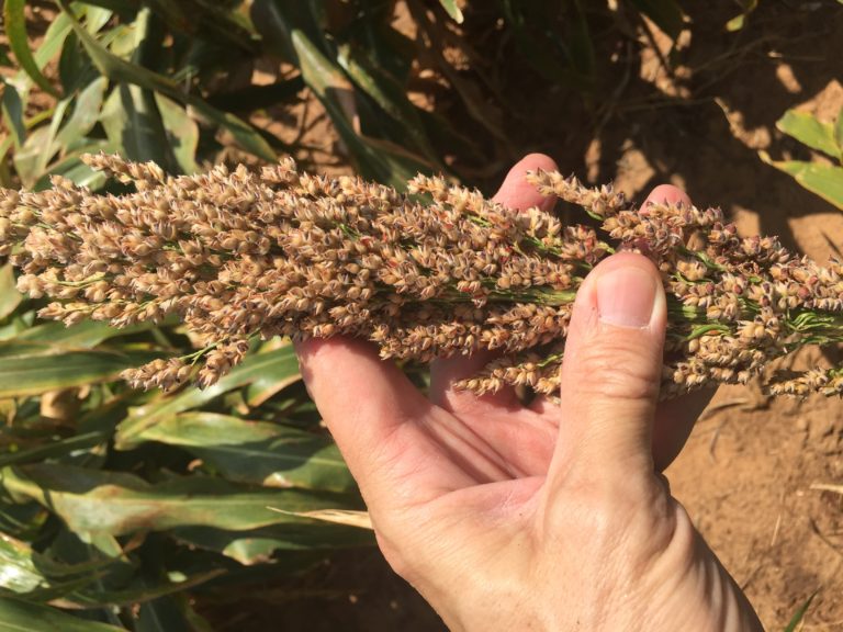 Causes of Blank Heads or Unfilled Kernels in Grain Texas Row