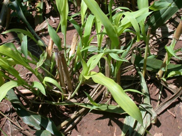 Summer Annual Forages for & Hybrid Pearl Millet Texas Row Crops Newsletter