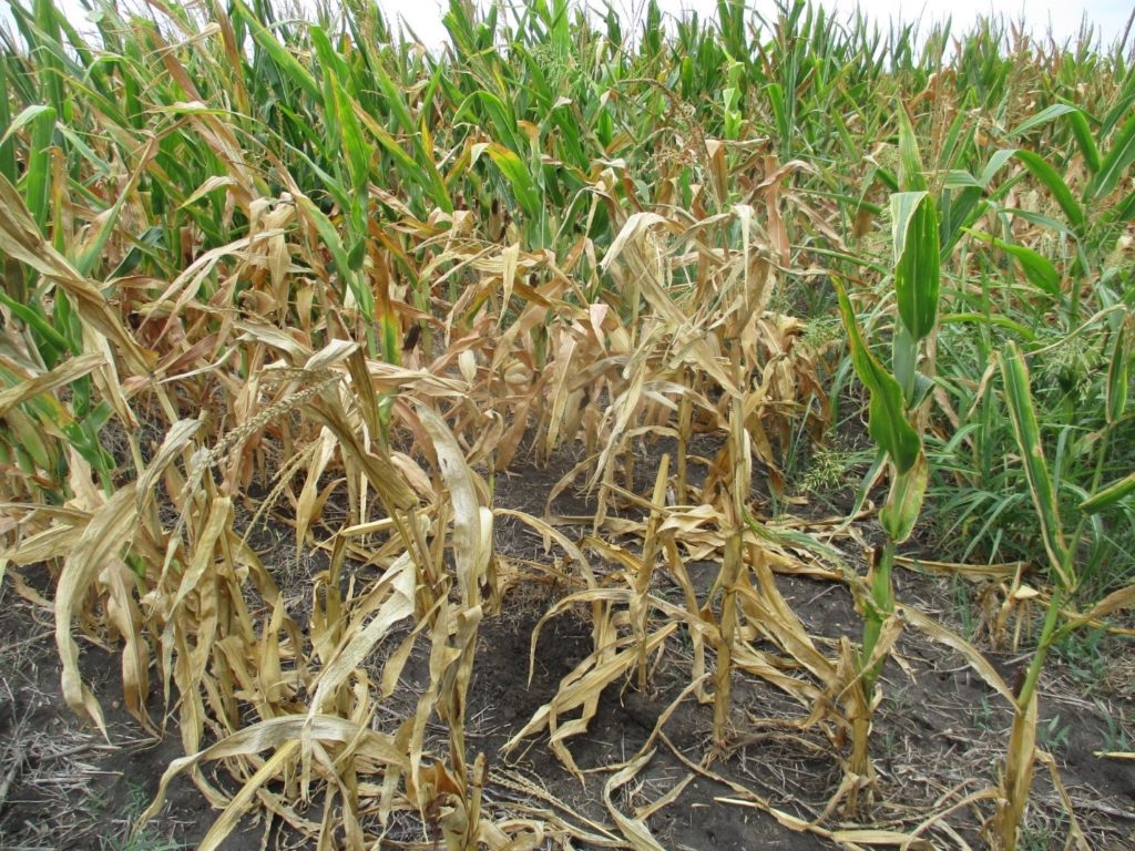 Corn Diseases in South and Central Texas, So Far | Texas Row Crops ...