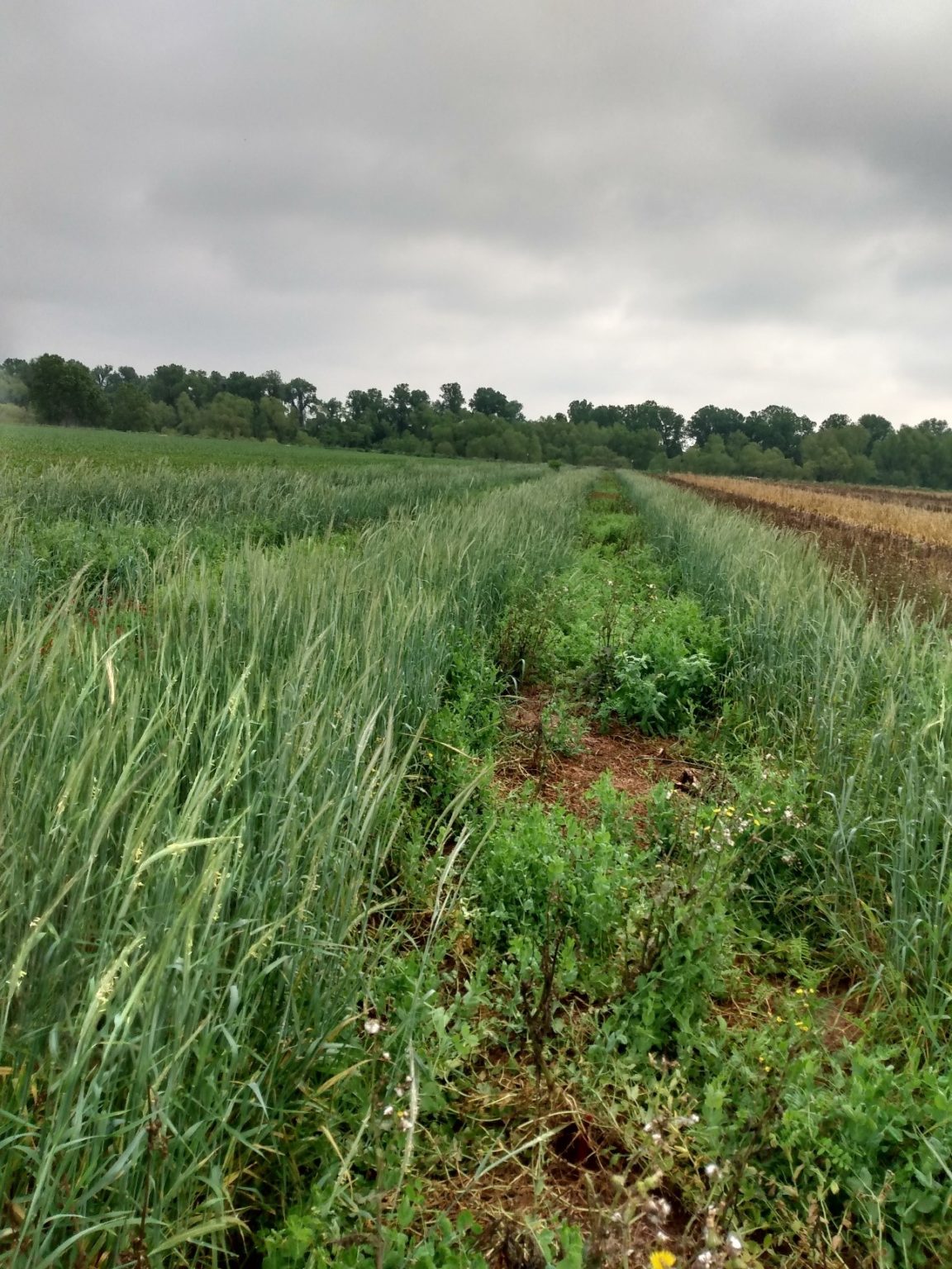 When it comes to cover crops in Texas Timing is key. Texas Row Crops