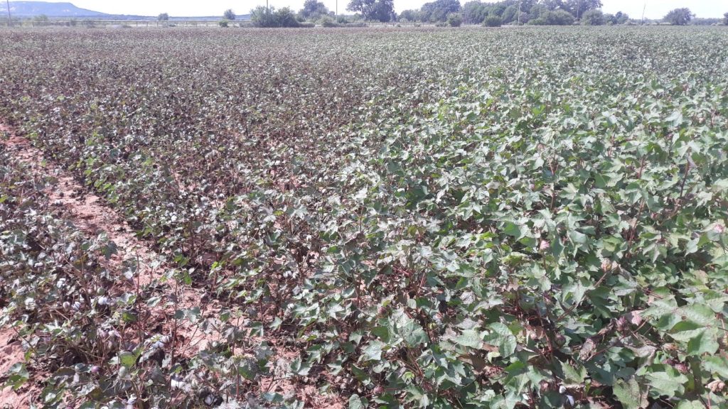 Cotton Foliar Symptoms In Western Texas Driven By Weather Not Disease Texas Row Crops Newsletter 0193