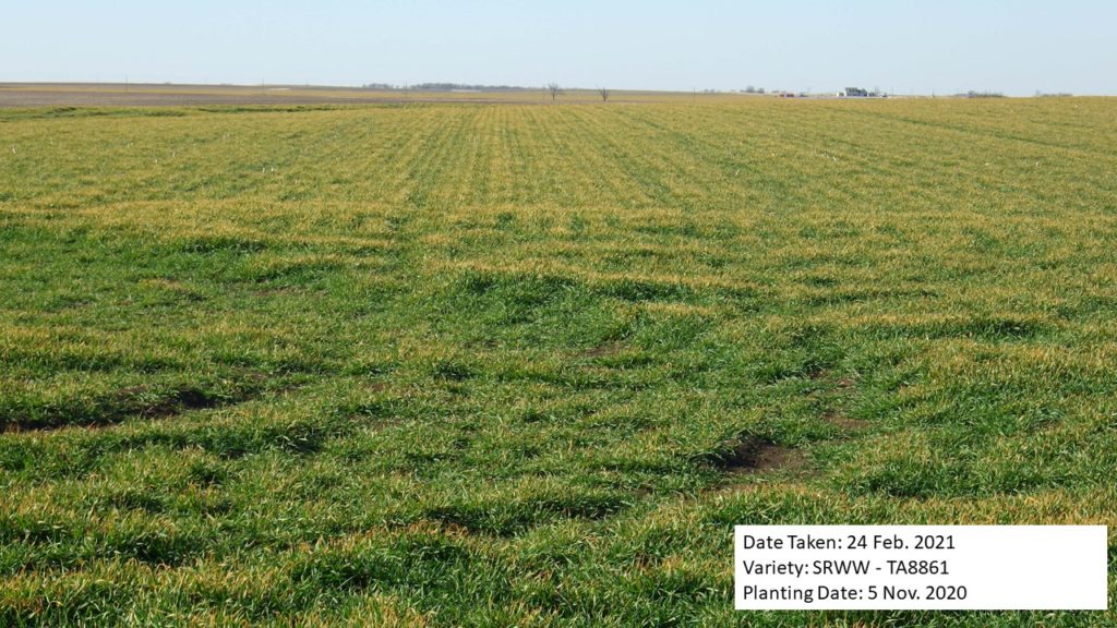 Freeze Damage and the Texas Wheat Crop | Texas Row Crops Newsletter