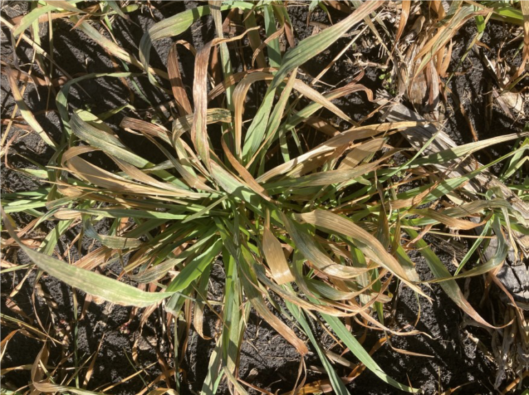 Freeze Damage and the Texas Wheat Crop | Texas Row Crops Newsletter