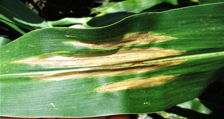 northern-corn-leaf-blight-texas-row-crops-newsletter