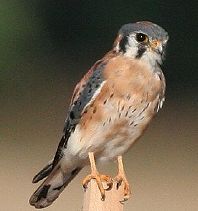 AMERICAN KESTREL  Falco sparverius