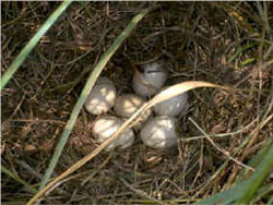 Mottled Duck nest