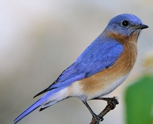 EASTERN BLUEBIRD | The Texas Breeding Bird Atlas