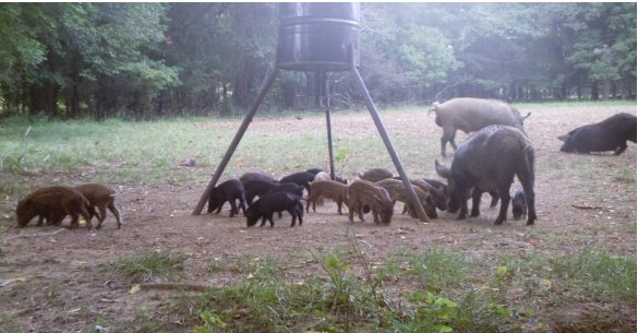 Group of feral hogs and pigs