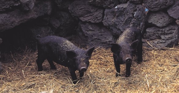 Two baby wild pigs