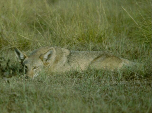 coyote.in.grass