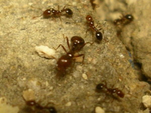 red_imported_fire_ant3