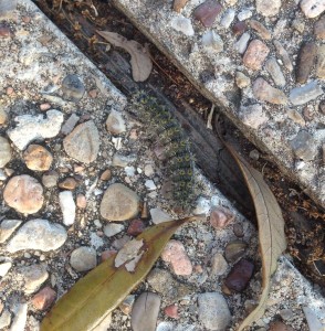 buck moth caterpillar