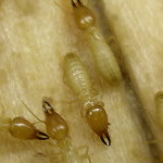 formosan termite2