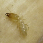 subterranean termite1