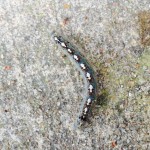 tent caterpillar