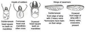 termite identification drawing