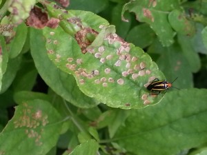 four-lined plant bug2