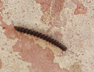 millipede