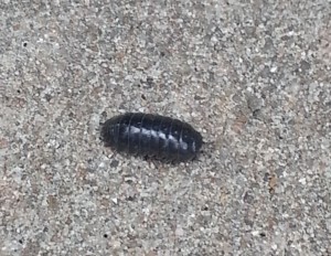 pillbug