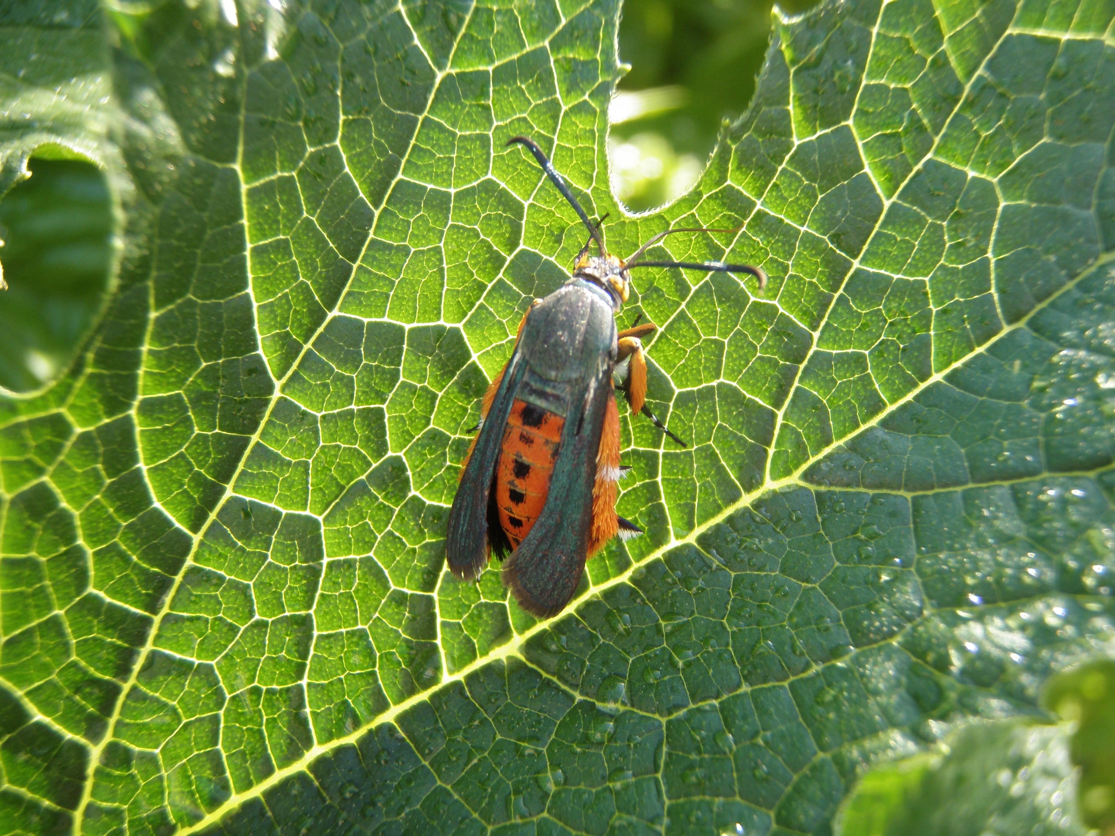 Squash Vine Borer Urban IPM   P7090354 