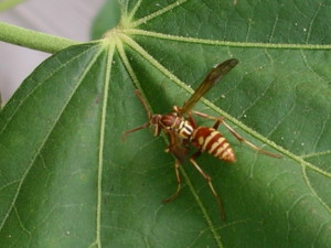 paper_wasp9