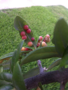 oak galls