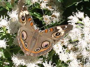 buckeye adult1