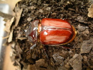 Ox beetle4